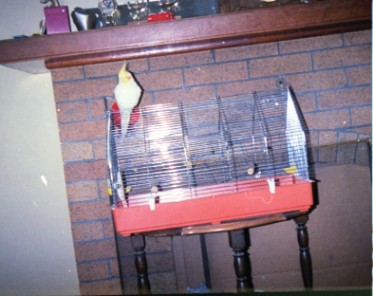 Goldie the cockatiel, ca. 1987