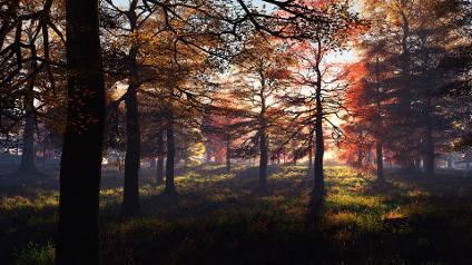Fall scene of sunlight through red trees